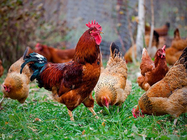 Породы куриц | ЗооТом - продажа, вязка и услуги для животных в Сосновке