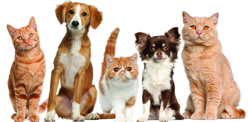 Доска объявлений о животных | ЗооТом - продажа, вязка и услуги для животных в Сосновке