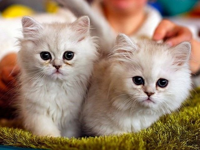 Породы кошек в Сосновке | ЗооТом портал о животных