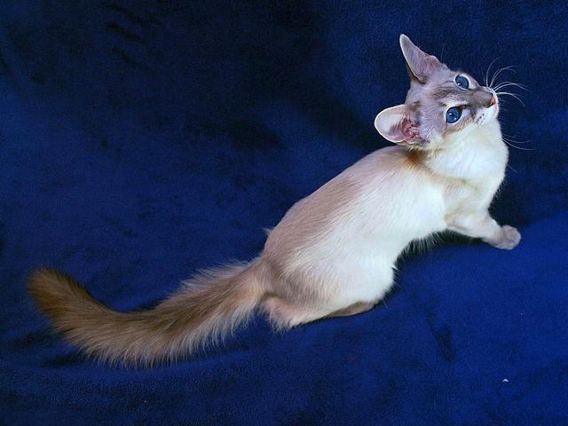 Выведенные породы кошек в Сосновке | ЗооТом портал о животных