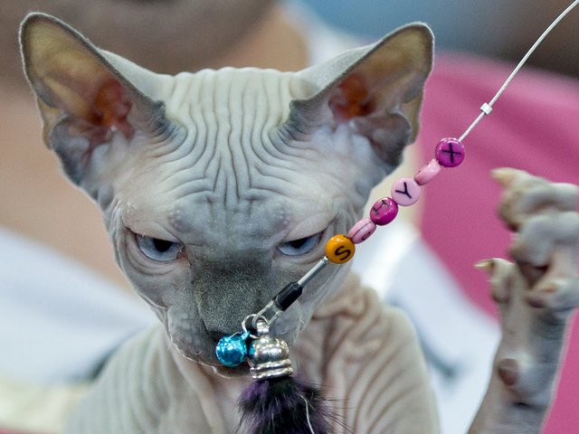 Выставки кошек в Сосновке | ЗооТом портал о животных