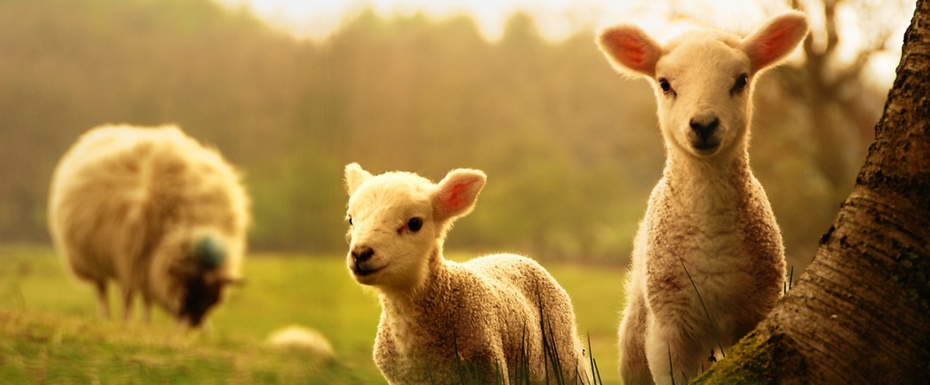 Объявления о сельскохозяйственных животных | ЗооТом - продажа, вязка и услуги для животных в Сосновке