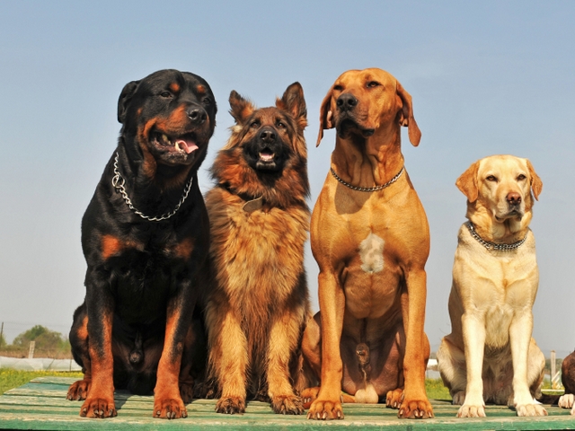 Крупные породы собак в Сосновке | ЗооТом портал о животных