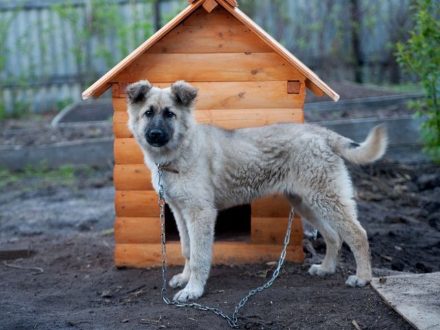 Все о собаках в Сосновке Все о собаках в Сосновке